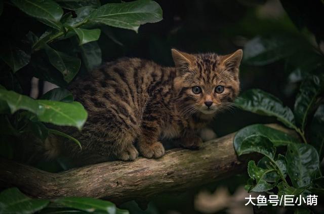 濒危仅剩几百只，新生2只苏格兰野猫幼崽，每天超皮累坏保育员