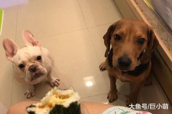 养狗之后朋友变少？主人说出狗狗坏习惯，真是把朋友都赶跑了
