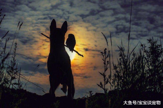 空有一颗学霸的心，奈何是条狗