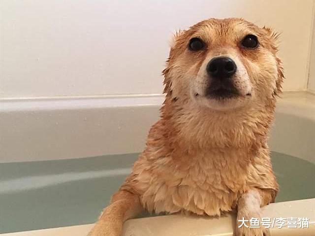 铲屎官不可盲目为爱犬洗澡，这五种情况下，洗浴将危害狗狗健康