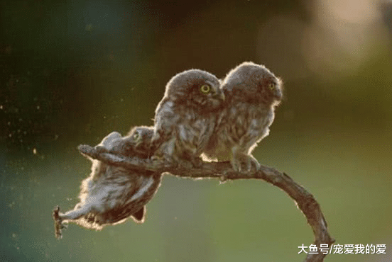 猫头鹰们在树上依偎取暖，画面温馨暖到爆，下一幕却让人哭笑不得