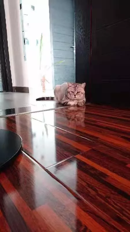 大头猫咪天生爱吃醋，一早起身就霸占主人的大腿不让另外两只猫咪靠近