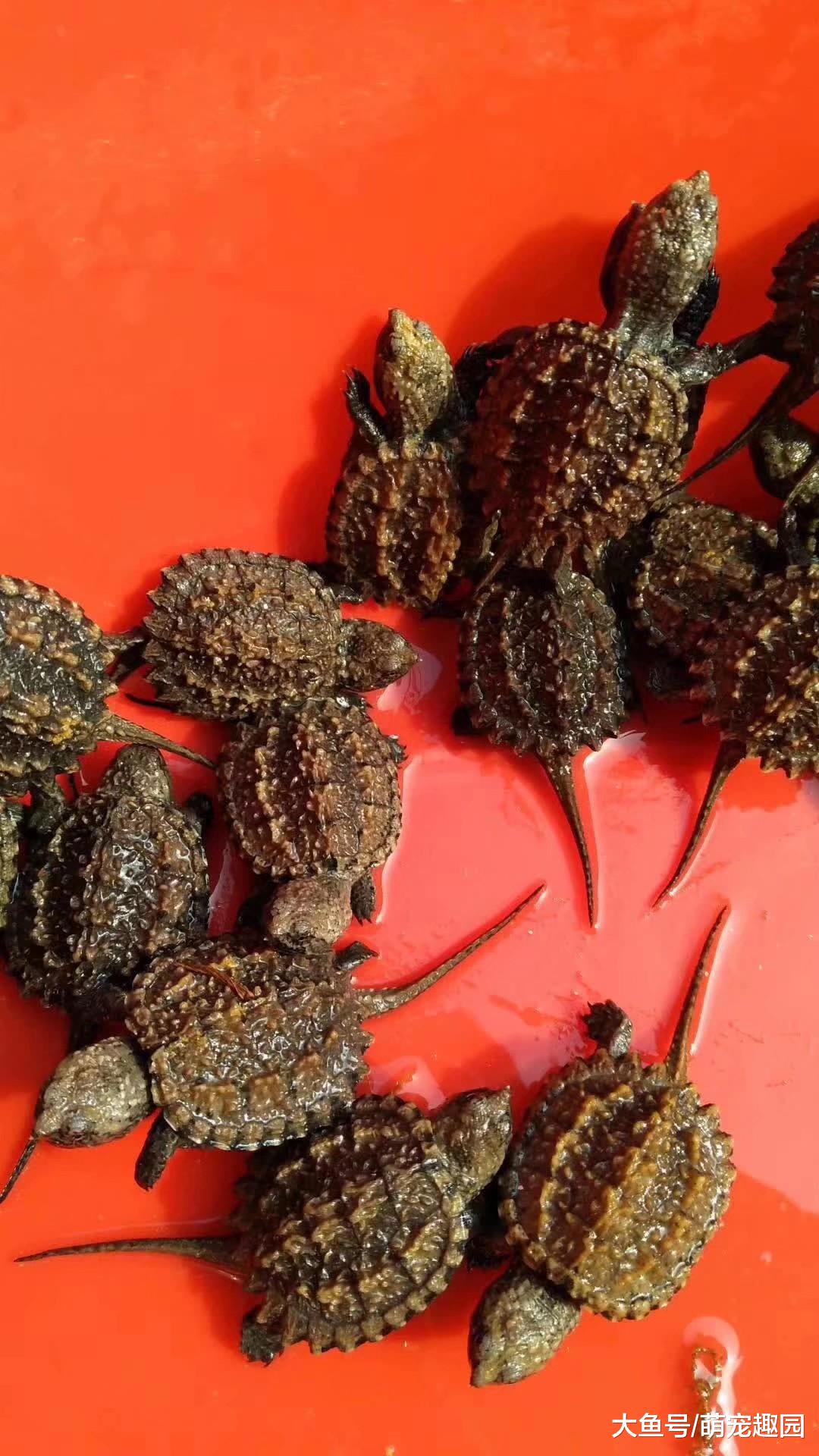 预防鳄龟咬尾的方法