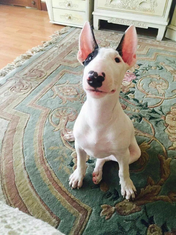 女孩晒奇怪短裙照片，大家一脸问号，了解原因后纷纷给狗狗点赞