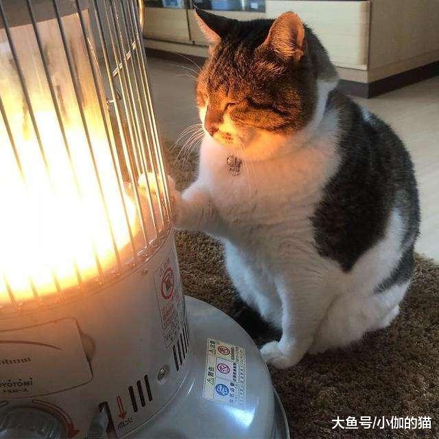 辟谣：毛茸茸的猫咪在夏天喜欢开空调？猫：原来你不懂我