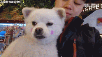 小狗子追求女神半年多，丈母娘发话了，你家底厚实吗？