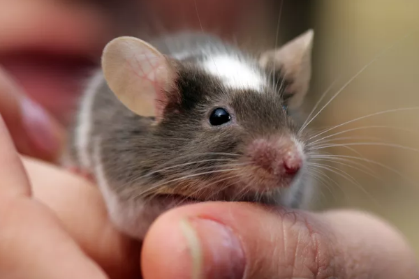 铲屎官想训练自家鼠子和自己玩？那就学学这几招