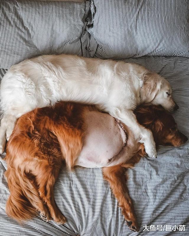 金毛不幸患上骨癌被截肢，好兄弟陪它走过苦难时光，相伴于抗癌路