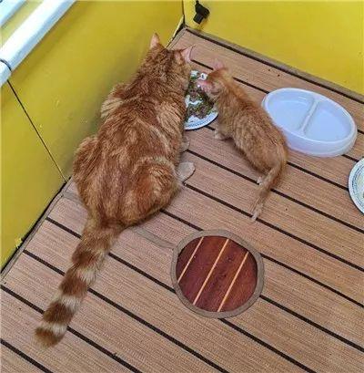流浪小奶猫遇见了水手后, 开启了一段美妙的海上生活...