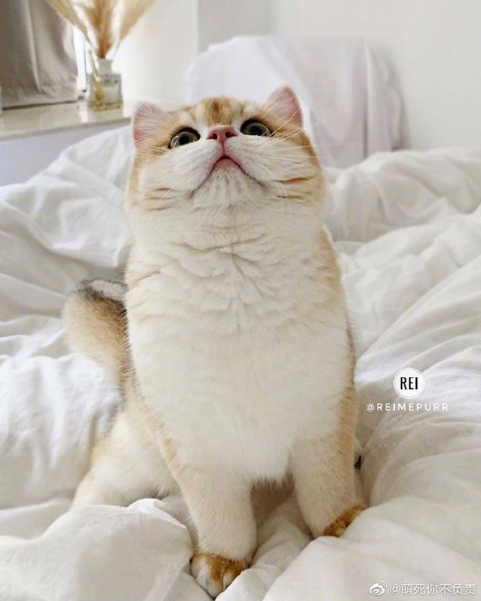 一只镜头感超强的小猫咪，很爱拍照嘞