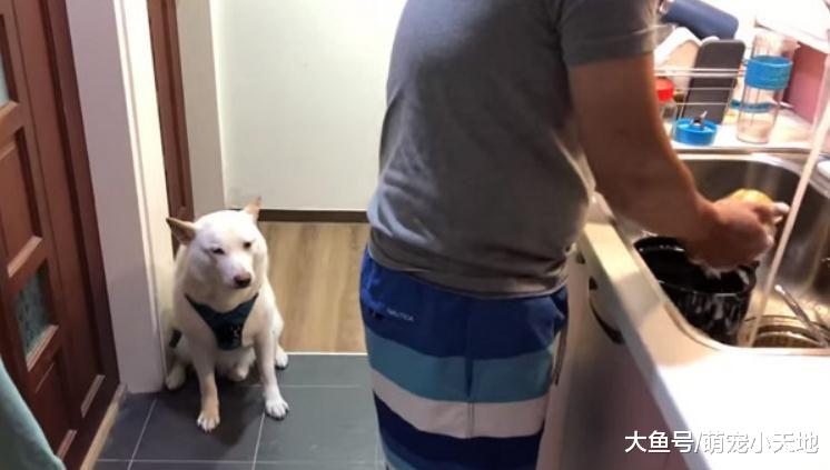 爸洗碗高歌走音！监工柴眼神死叹气完开飞机耳：我真命苦