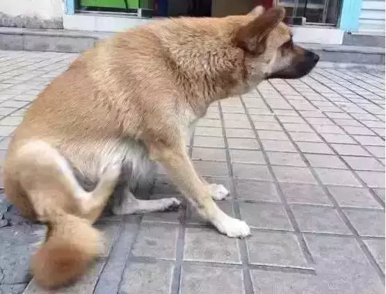 帶女朋友回家談婚事，我家金毛卻給我叼了這個出來...