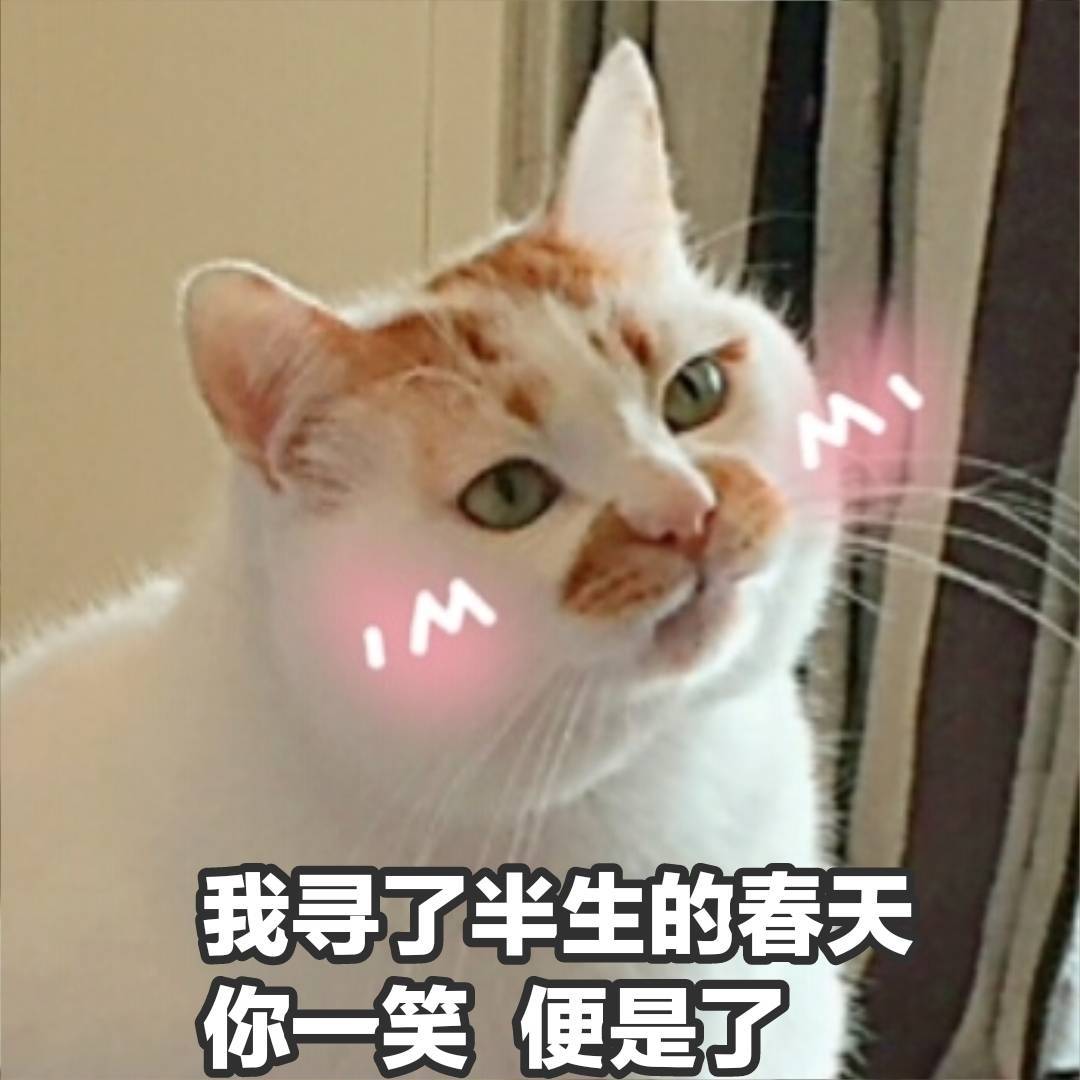 跨越种族的友情，胆小猫却有猴朋友，猴：我超爱猫大哥的