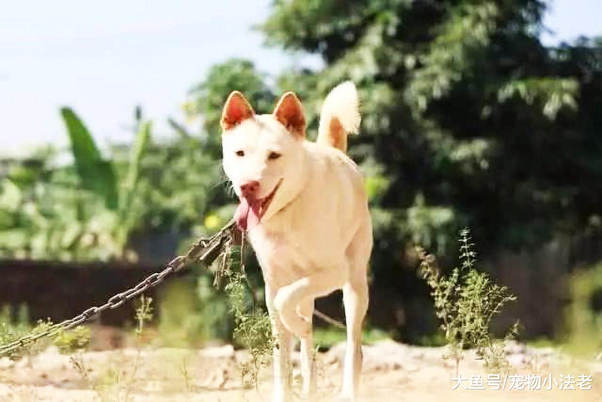都说土狗丑，带出去没面子，那是因为你没见过这4只土狗！