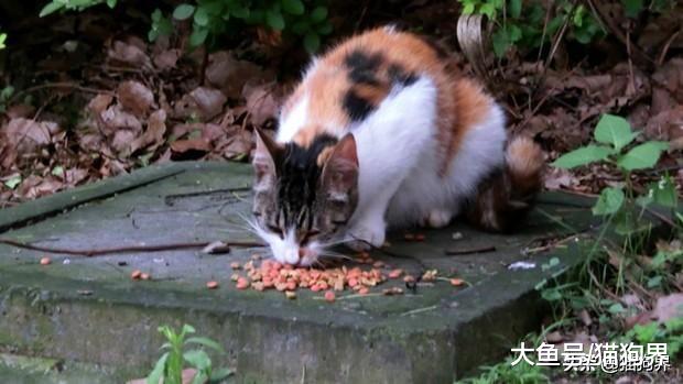 流浪猫经常被一些坏人抓走伤害，那么我们应该如何帮助流浪猫？