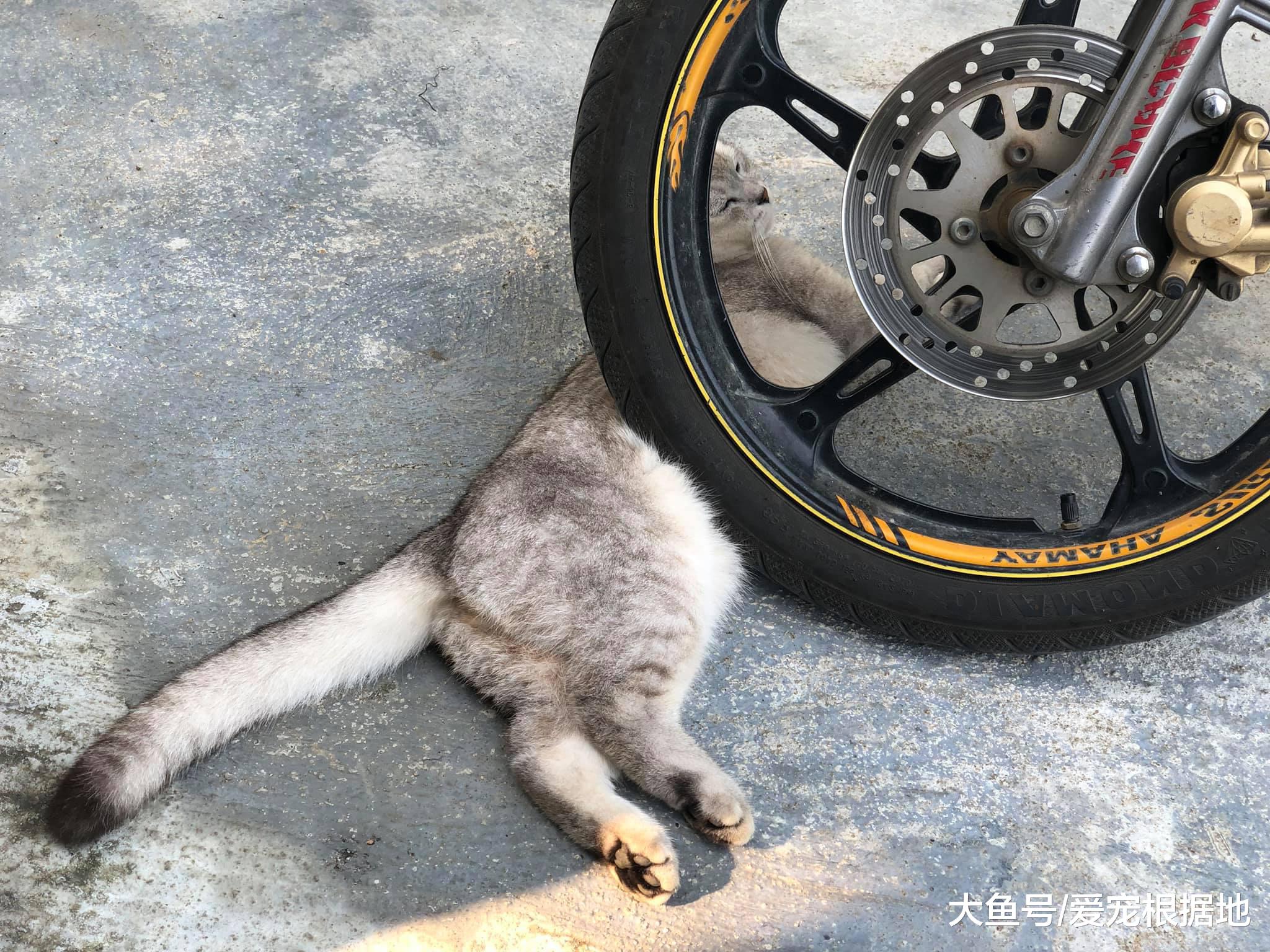 猫咪光天化日之下来碰瓷，吓坏摩托车司机，猫：认命吧，人类！