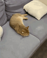 惹猫生气了，哄不好的那种，请问后悔药在哪里买啊？