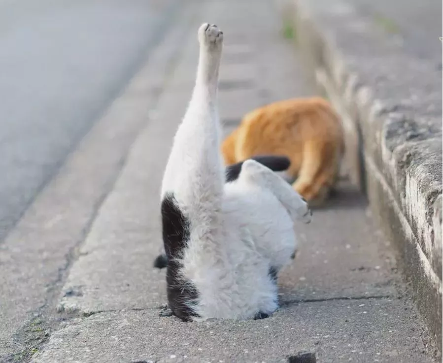 他拍摄的流浪猫，个个儿都生龙活虎，快活得让家喵羡慕……