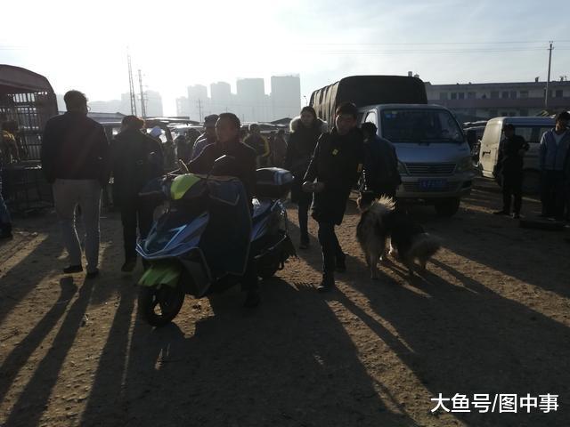 男子本打算将阿拉斯加当肉狗卖, 因商贩开价太低买主辗转多家!