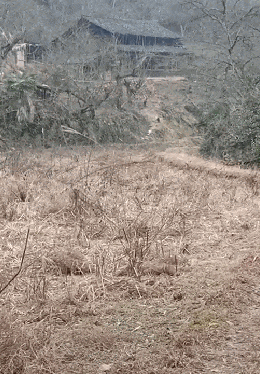 离家半年，男子走到村口大叫，远处跑来熟悉身影，狗：主人回来了