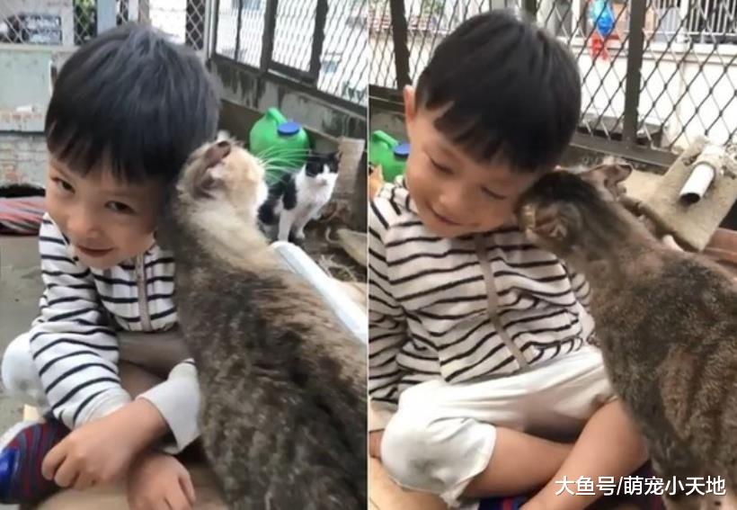 虎斑猫撒娇王笑到没眼睛狂噜头，4岁小主人脸都歪啦！