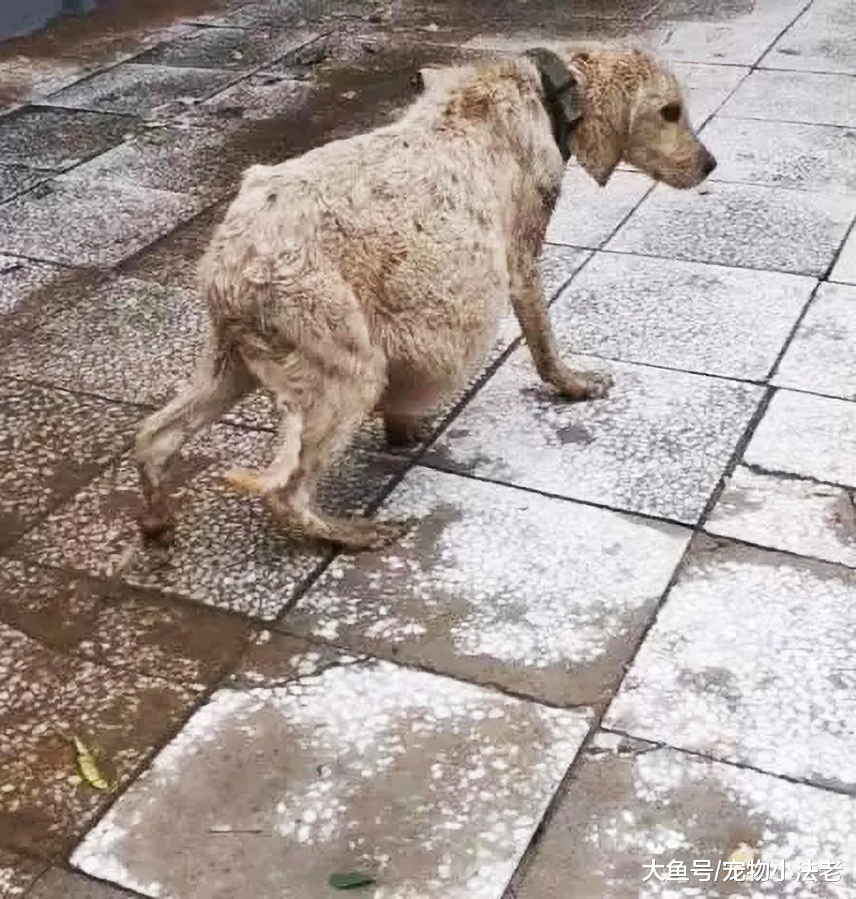 1只“奇怪”流浪狗，肚子大到吓人，医生说出原因时，我哭了！