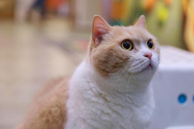 猫界巨星忌廉哥复出, 13岁老猫有个童颜脸, 主人曝出4条养生秘诀