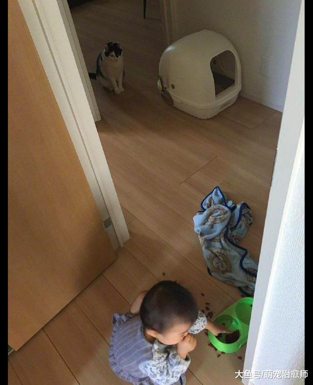 孩子在偷吃猫粮，猫咪就站在不远处淡定看着：朕的饭碗不保了！