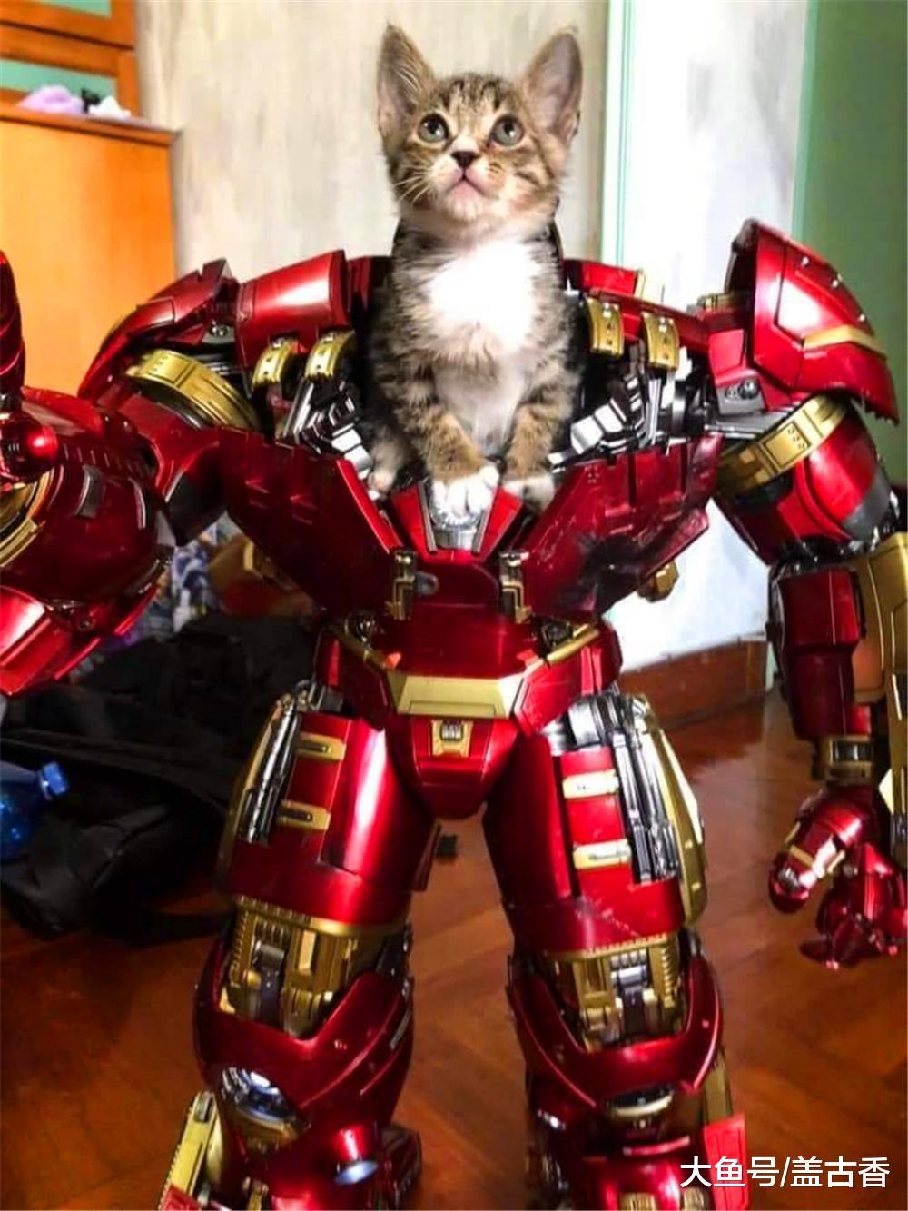 貓咪鉆進鋼鐵俠盔甲，感覺還挺像回事，網友：鋼鐵喵喵俠已上線
