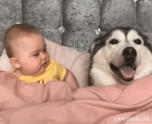 家有二哈，胜似保姆，真让主人宽心！