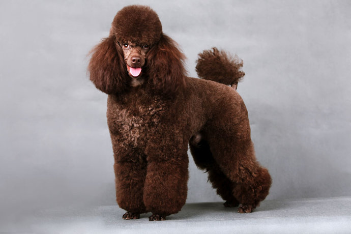 夏季如何照顾好你的狗狗？