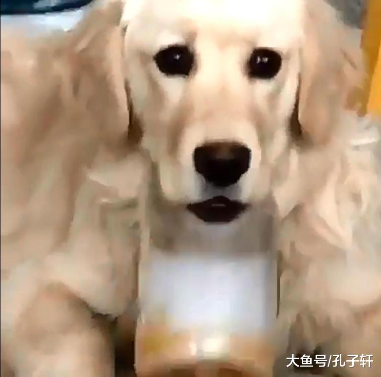 铲屎官扔给金毛一瓶零食, 却把金毛的舌头给累惨了, 笑死人啦