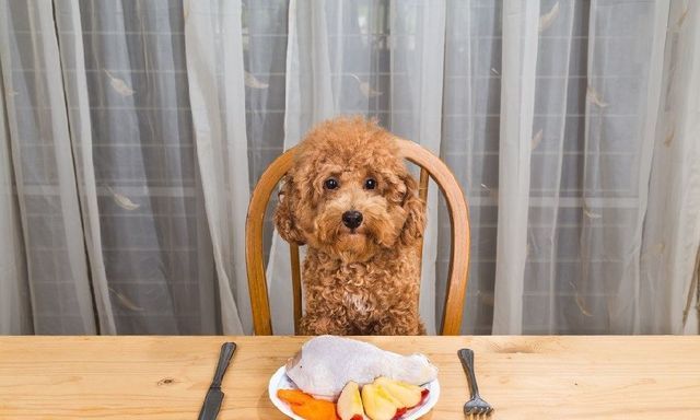 对狗狗十分健康的15种食物，不知道的赶紧记下来