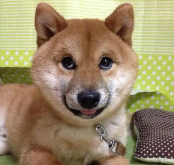 柴犬居然是基因最接近狼的狗…這貨的狼性是被狗吃了嘛？！