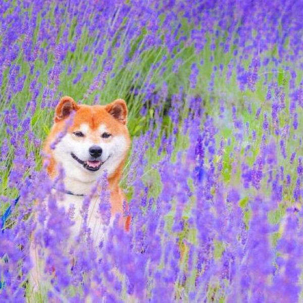 【宠物大学问】犬吃了驱虫药拉稀怎么办