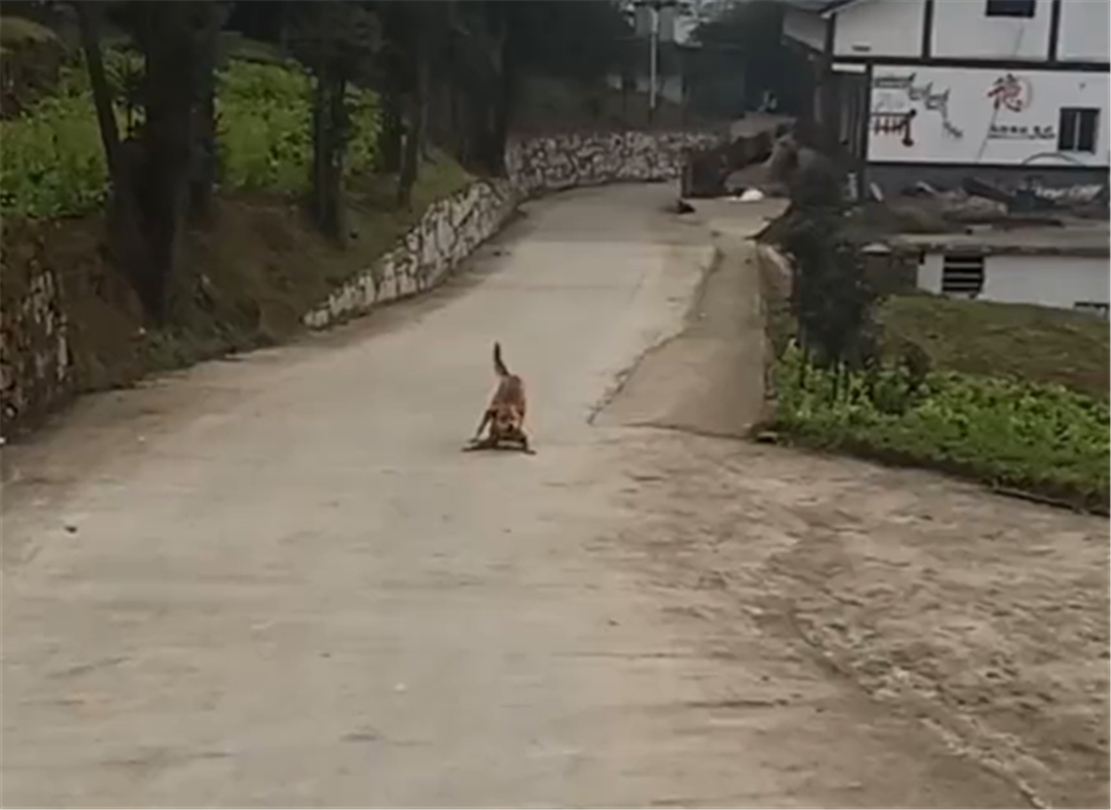 主人回家，田园犬在村头又高兴又埋怨，狗：你咋才回来……