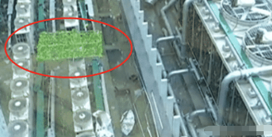 女子240万买公寓，一开窗后看愣了：这就是所谓的空中花园？