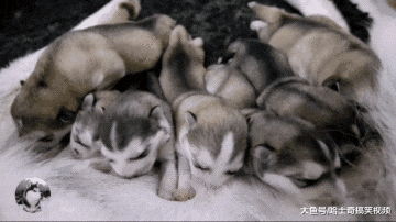 哈士奇生了7只娃，小奶狗却长了颗“痣”，宠主自己也笑了