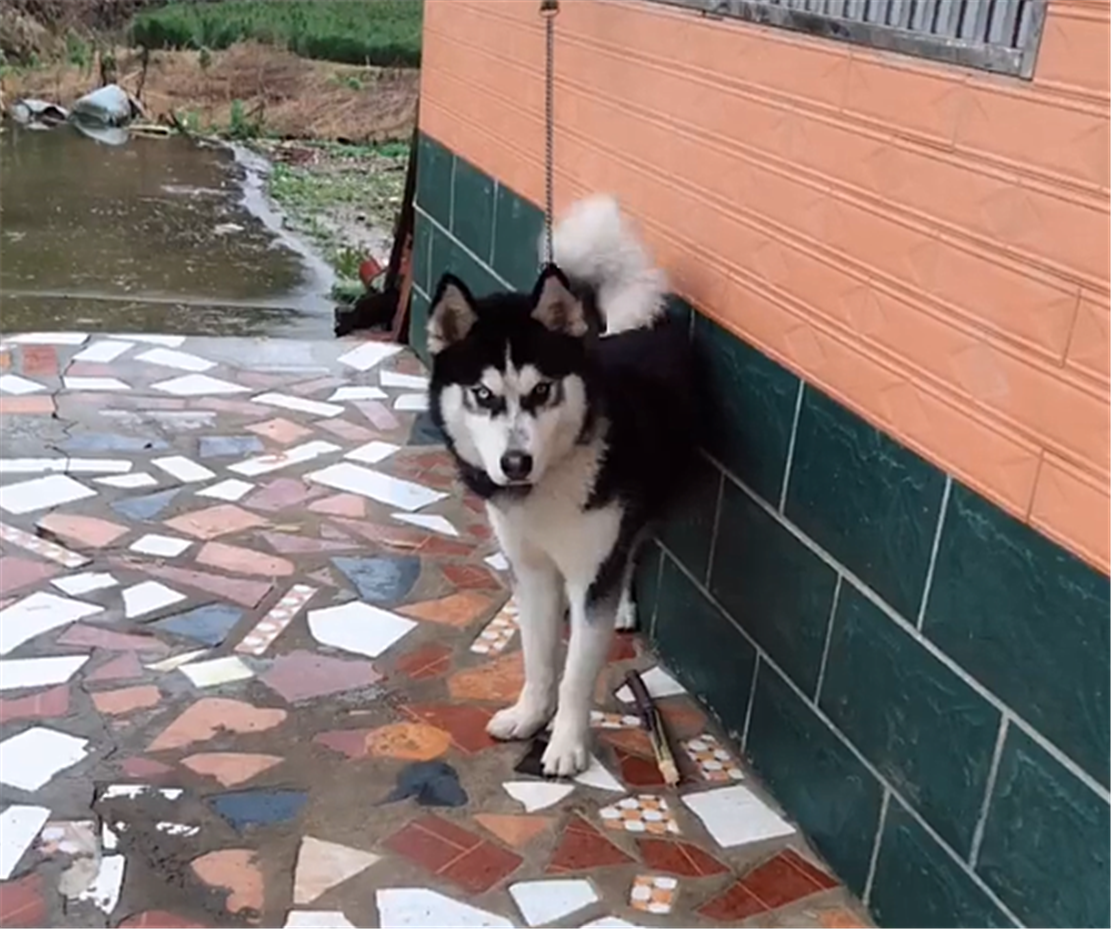 主人带二哈回乡下，狗子咬坏家里的谷子，主人的做法亮了……