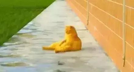自从养了橘猫，我终于体会到什么叫“十橘九渣”！