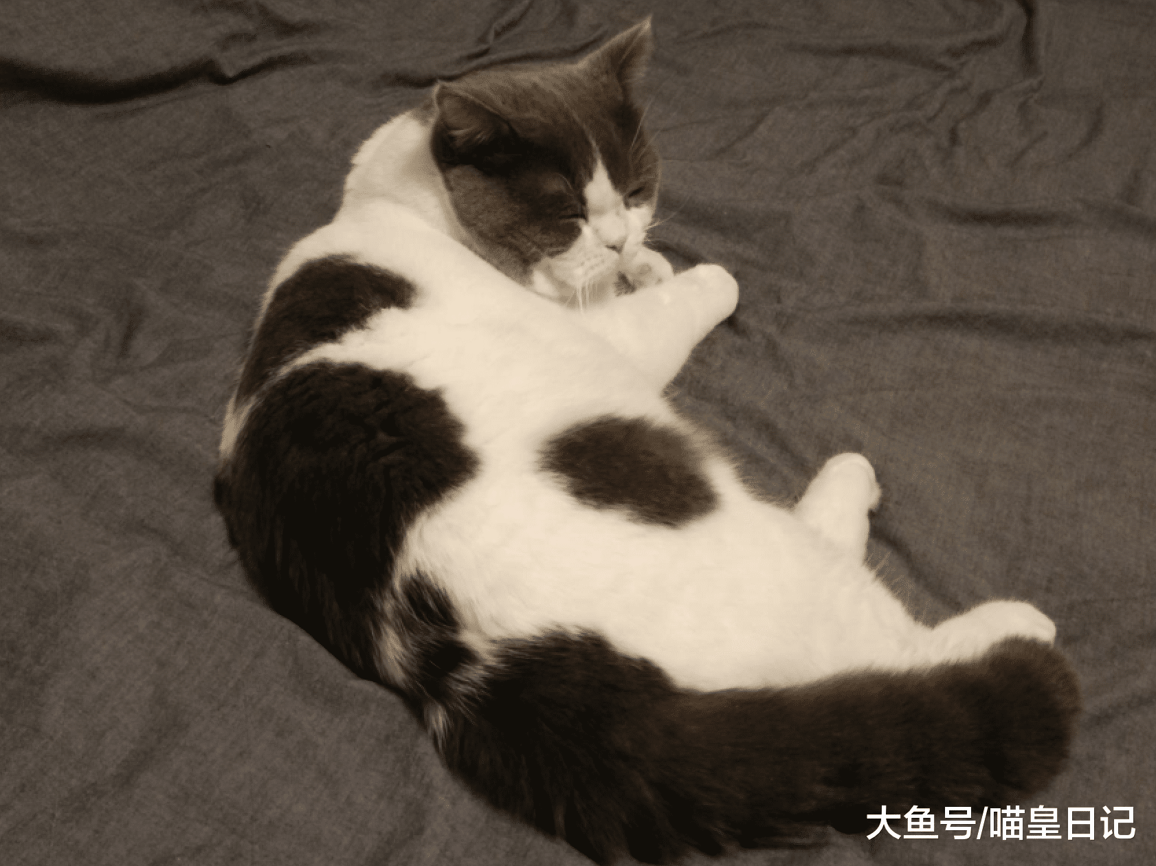 换毛季喵星人频繁吐毛球，吃化毛膏不靠谱，勤梳毛才是正确方法