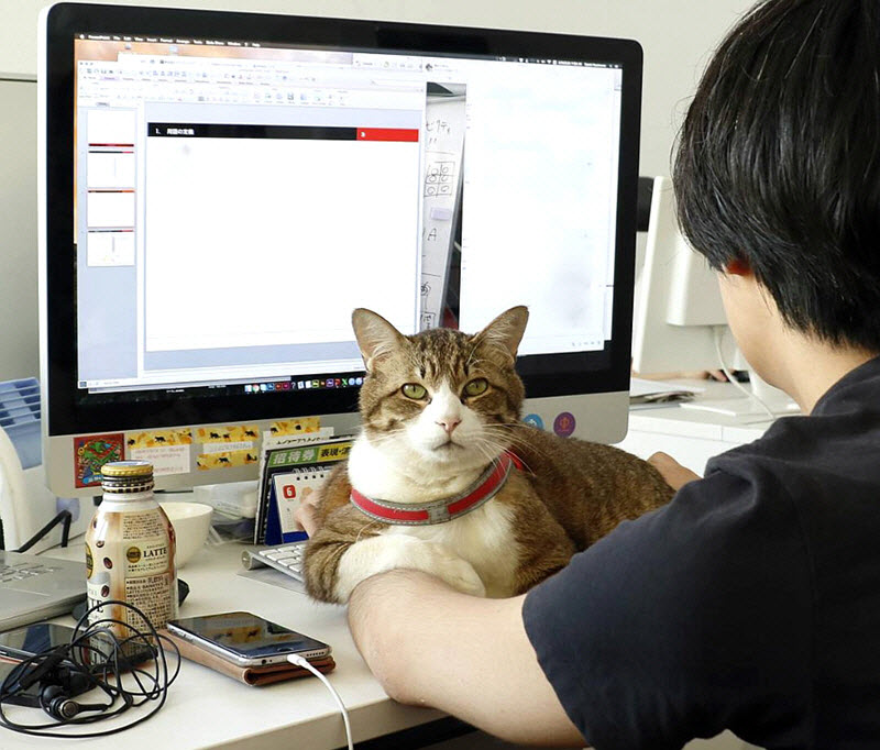 真事！科技公司的CEO竟然聘任两只猫咪为员工并带它们到处旅行