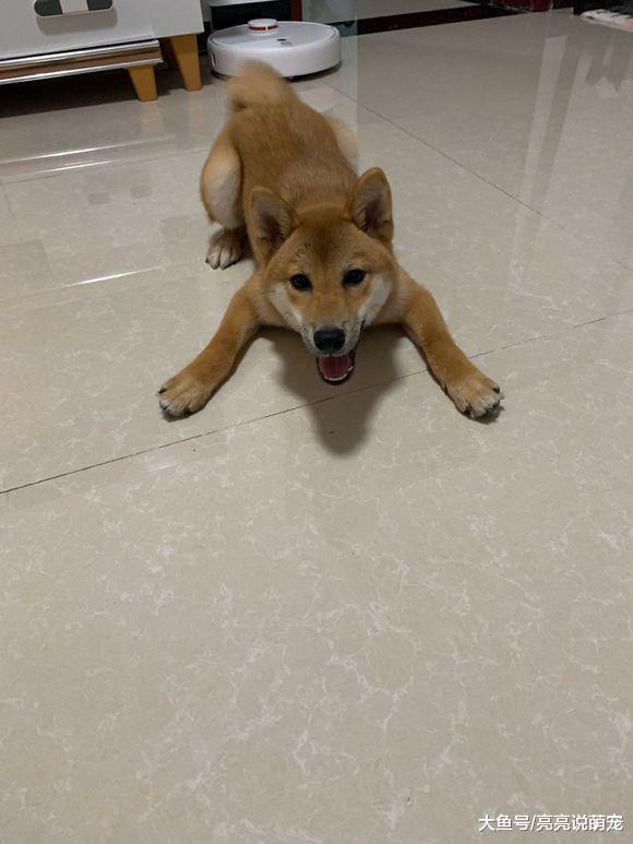 柴犬看到网友手里有好吃的，它一下就跳起来了，还差点摔倒