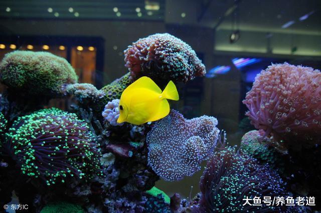 大量换水之后, 鱼缸里的有害指标为什么还降不下来?