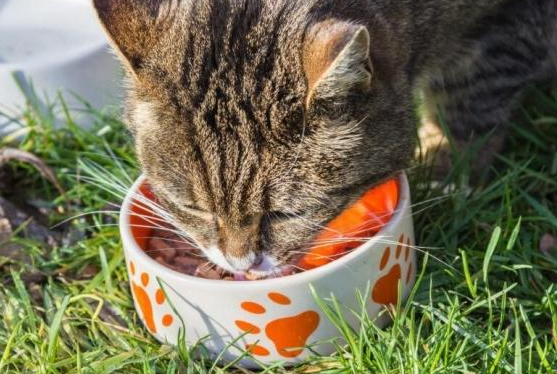 猫咪多吃鱼罐头会影响健康，你知道吗？快把家里的鱼罐头收起来吧