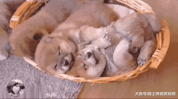 柴犬宝宝少了一只后，结果狗妈每天守在旁边，不要再抱走它了