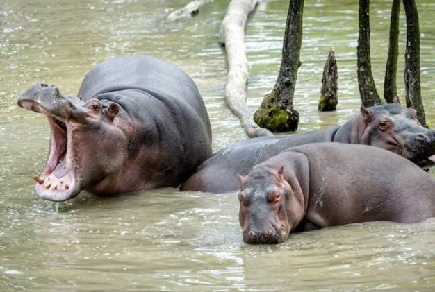 世界10大咬合力最强的动物，湾鳄和尼罗鳄领衔，大白鲨和河马上榜