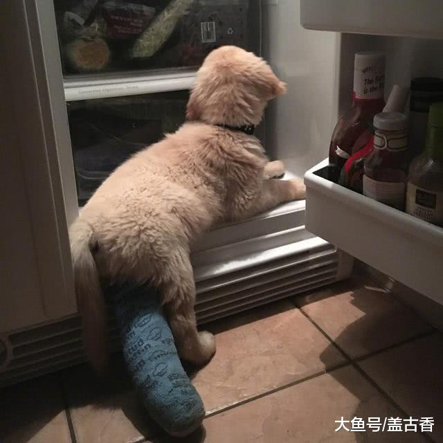 狗狗学猫咪从高处跳下，结果把后腿给摔断，包扎后的样子让人笑哭