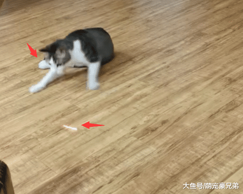 用灯光在地上晃动，猫咪反应让主人高兴坏了，猫：感觉被套路了！