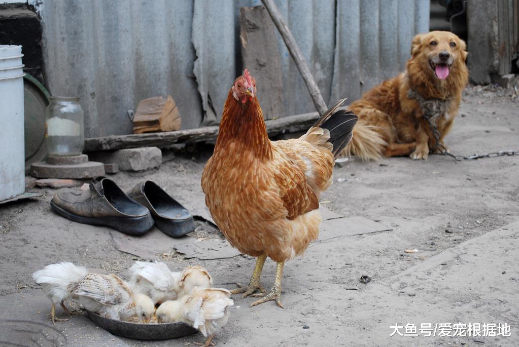 从没见过这么怂的狗子，狗粮被鸡霸占，它只能看着敢怒不敢言